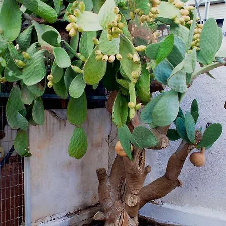 ευχάριστη βίλα, 90 μέτρα από τη θάλασσα * Agioi Theodoroi